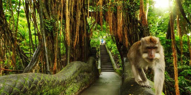 Ubud Kintamani Full Day Tour