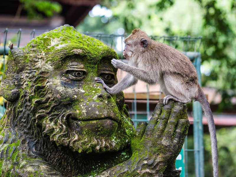 Bali ATV and Ubud Tour